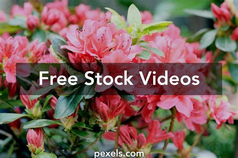 azalea videos .